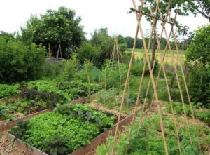 Quirky allotment ideas